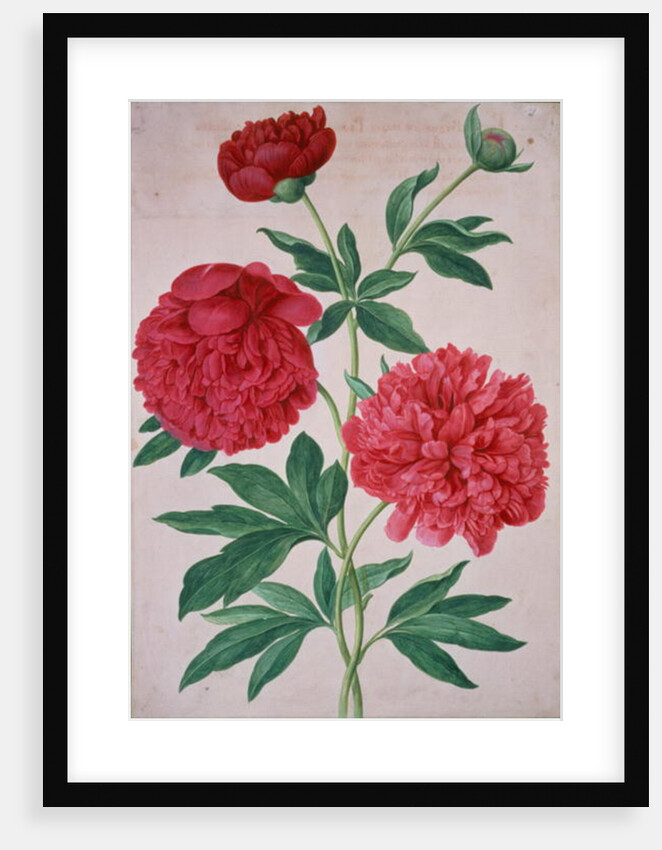 Peonies by Johann Jakob Walther