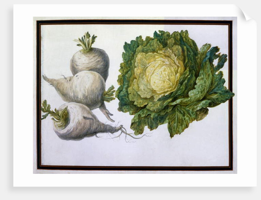 Turnip, Cabbage by Claude Aubriet