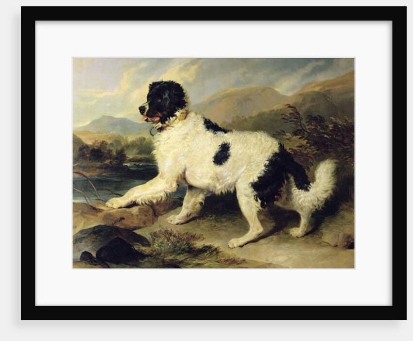 Newfoundland Dog Called Lion, 1824 by Edwin Landseer