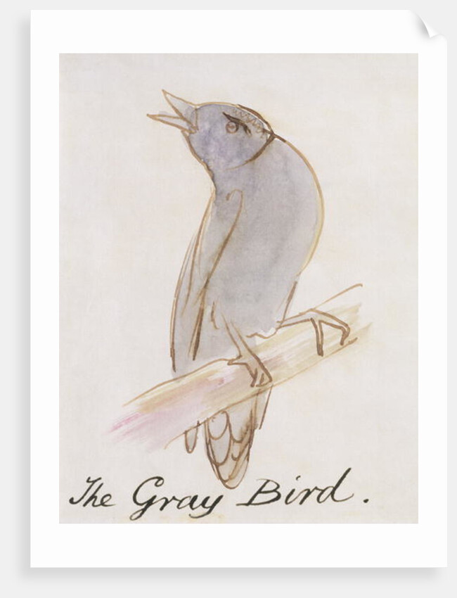 The Gray Bird by Edward Lear