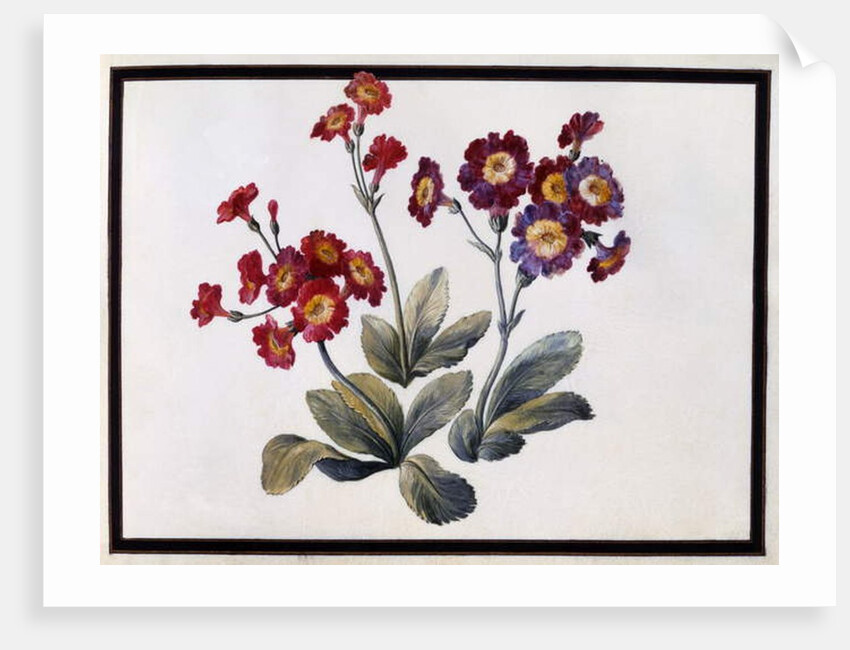 Auricula, c.1690 by Claude Aubriet
