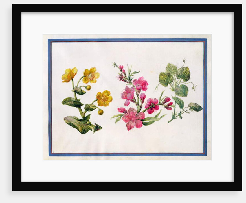 Marsh Marigold, Japonica, Violet by Claude Aubriet