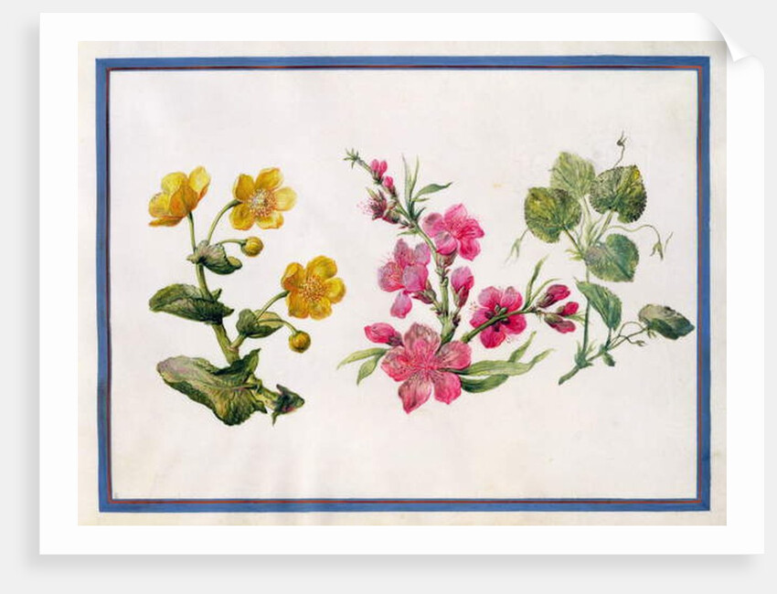 Marsh Marigold, Japonica, Violet by Claude Aubriet