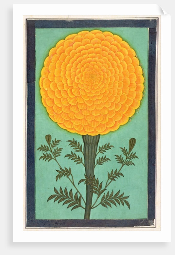 A Marigold by School Mughal