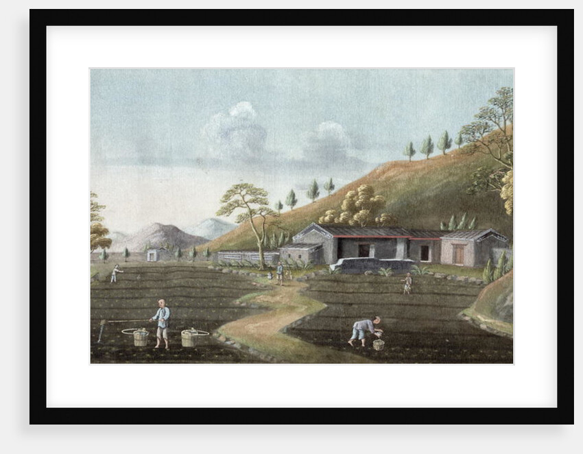Tea planting by School Chinese
