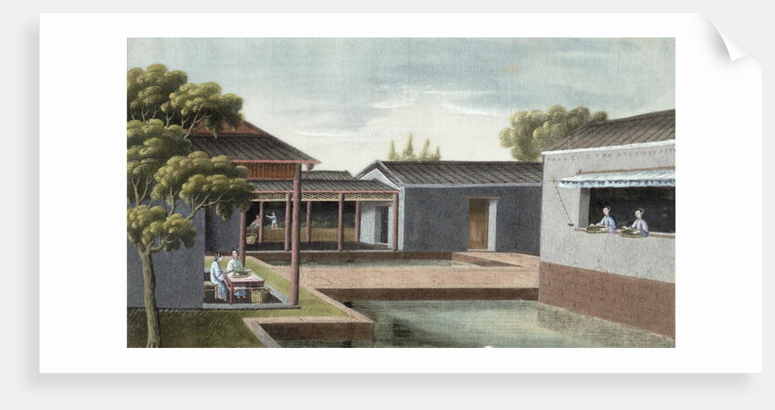 Sorting tea by School Chinese