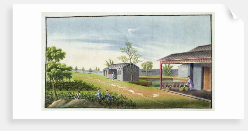 Tending tea plants by School Chinese