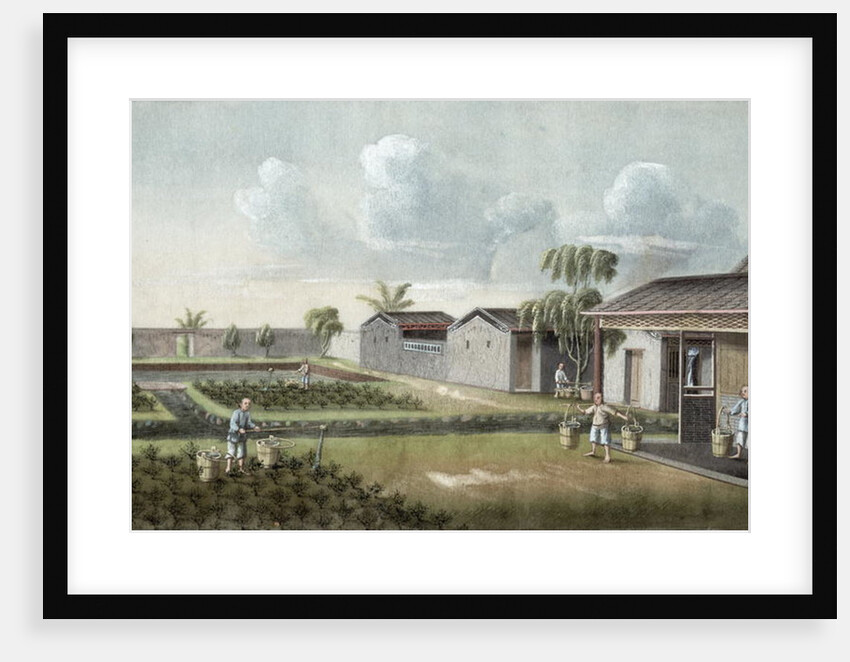 Watering tea plants by School Chinese