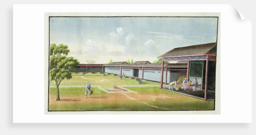 Sorting small leaves for drying by School Chinese