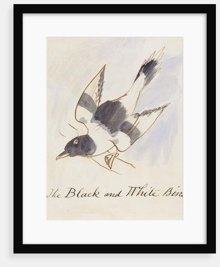 The Black and White Bird by Edward Lear