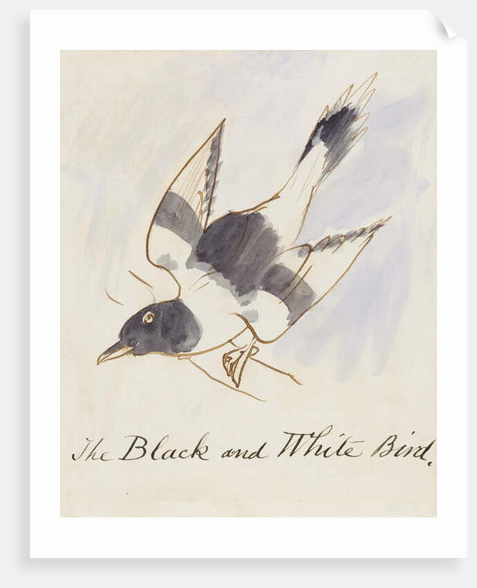 The Black and White Bird by Edward Lear