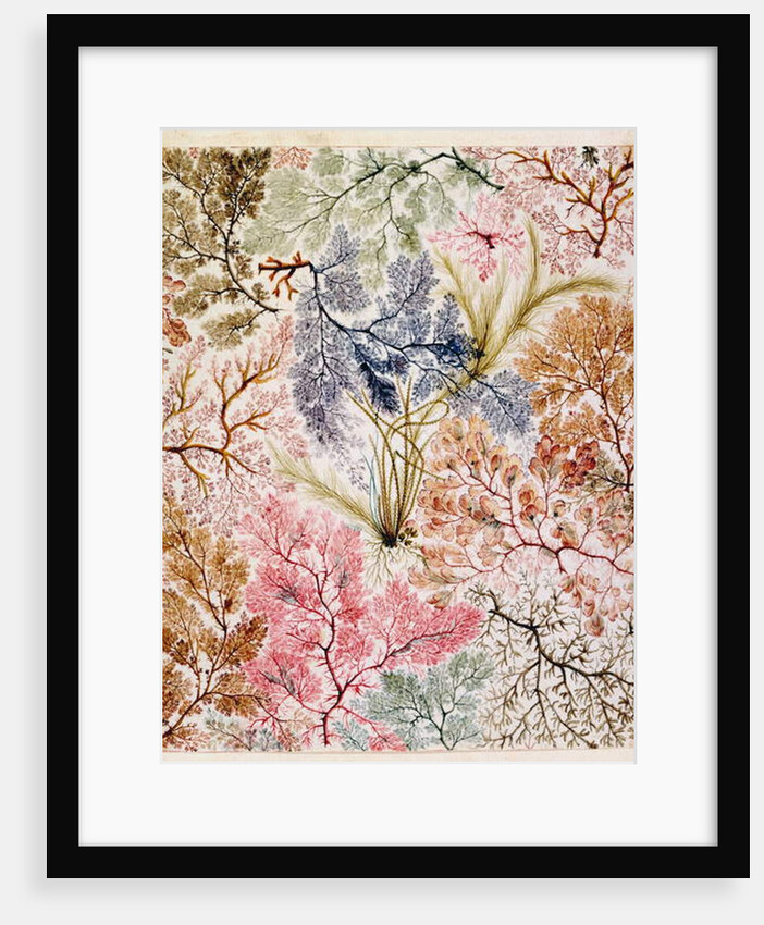 Textile design, c.1788-92 by William Kilburn