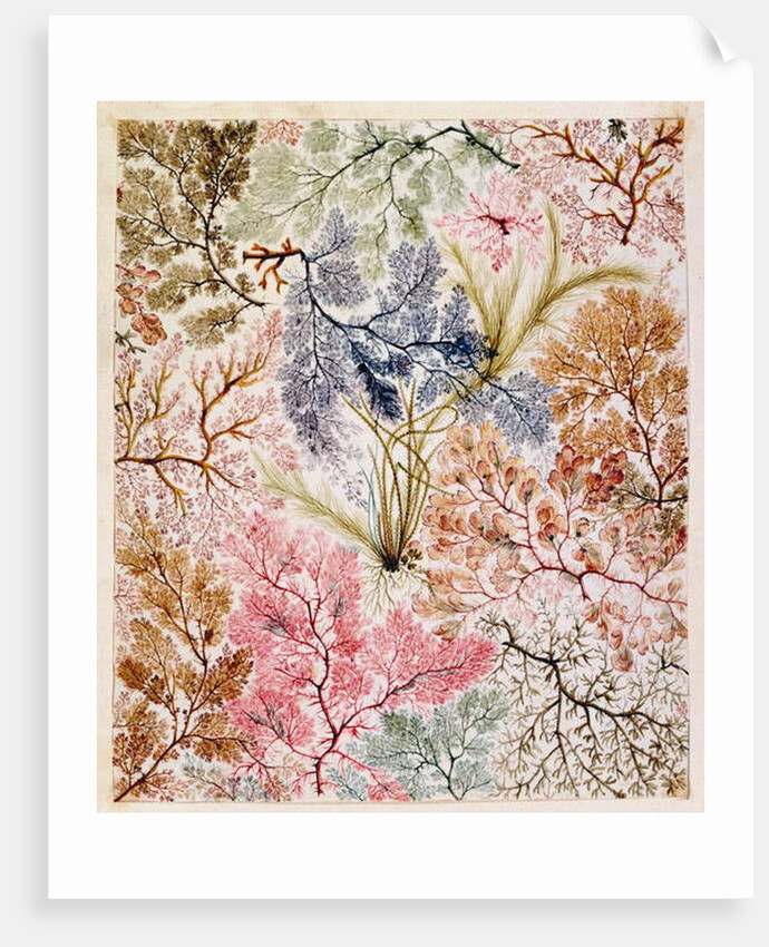 Textile design, c.1788-92 by William Kilburn