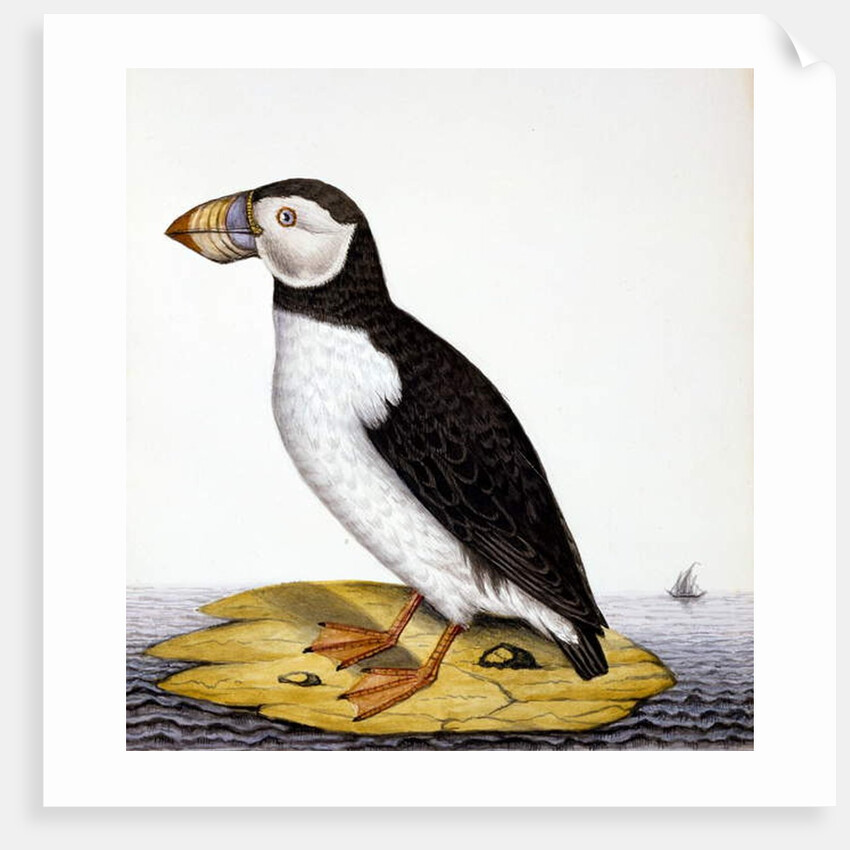 Puffin, marmon fratercula, c.1840 by French School