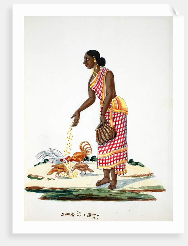 Woman feeding chickens by Indian School