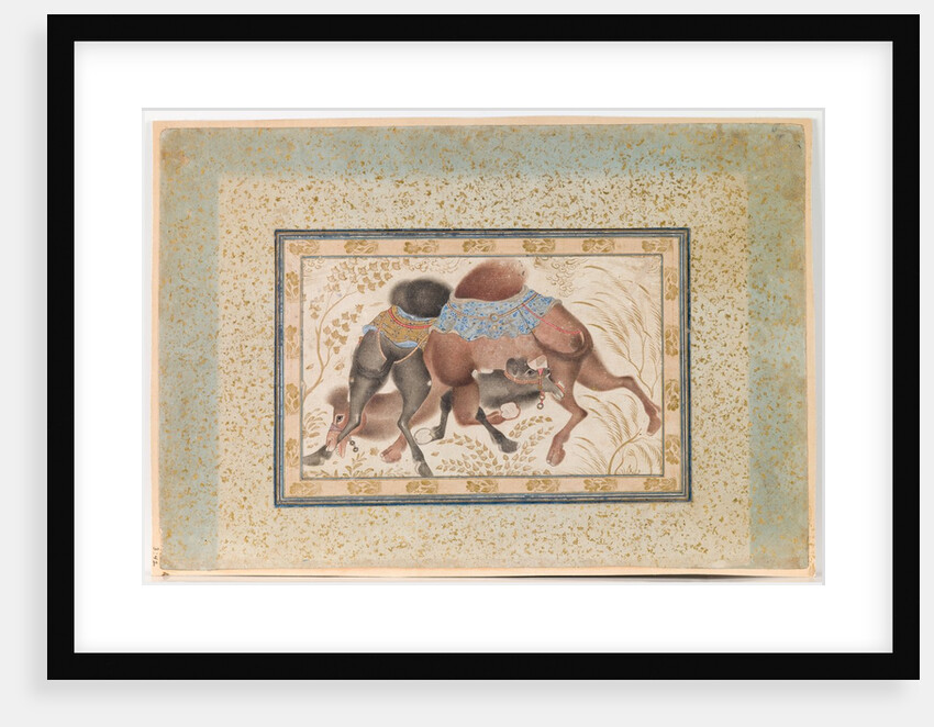 Two Camels Fighting by Anonymous