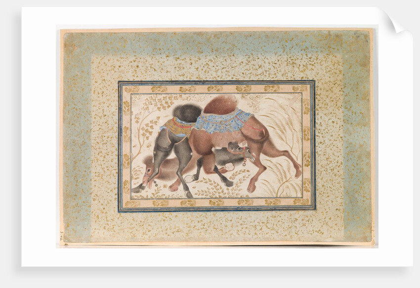 Two Camels Fighting by Anonymous