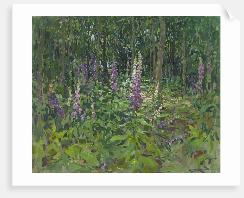 Foxgloves by Susan Ryder