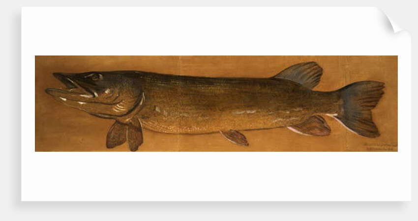 Pike by Henry Thomson