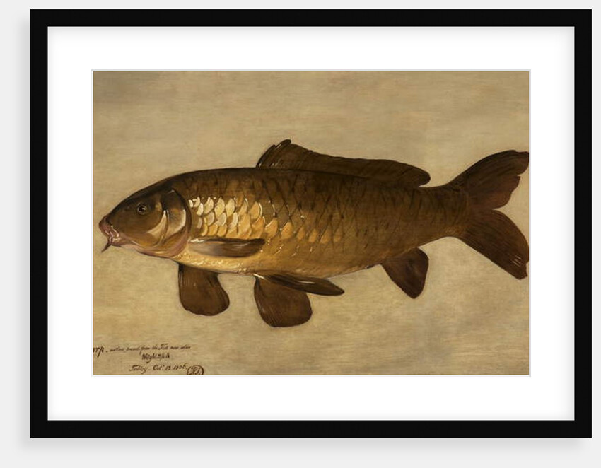 Carp, 1806 by Henry Thomson