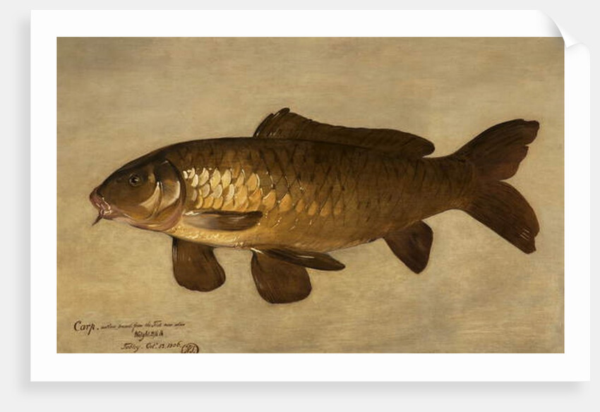 Carp, 1806 by Henry Thomson