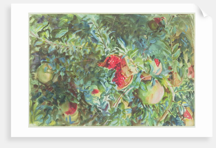 Pomegranates, 1908 by John Singer Sargent
