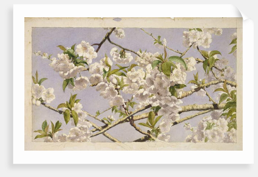 Apple Blossoms, c.1874 by John William Hill