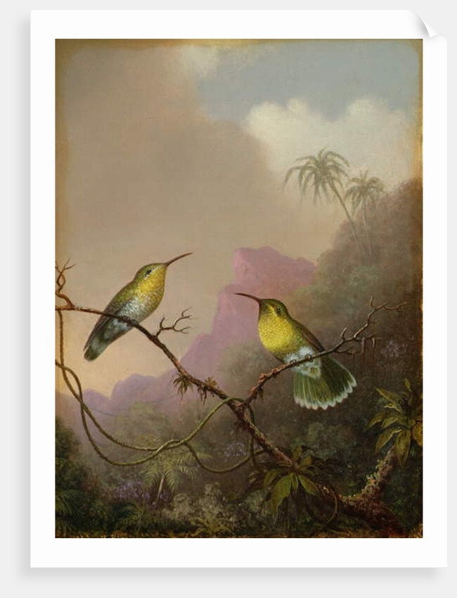 Two Hummingbirds, c.1865-75 by Martin Johnson Heade