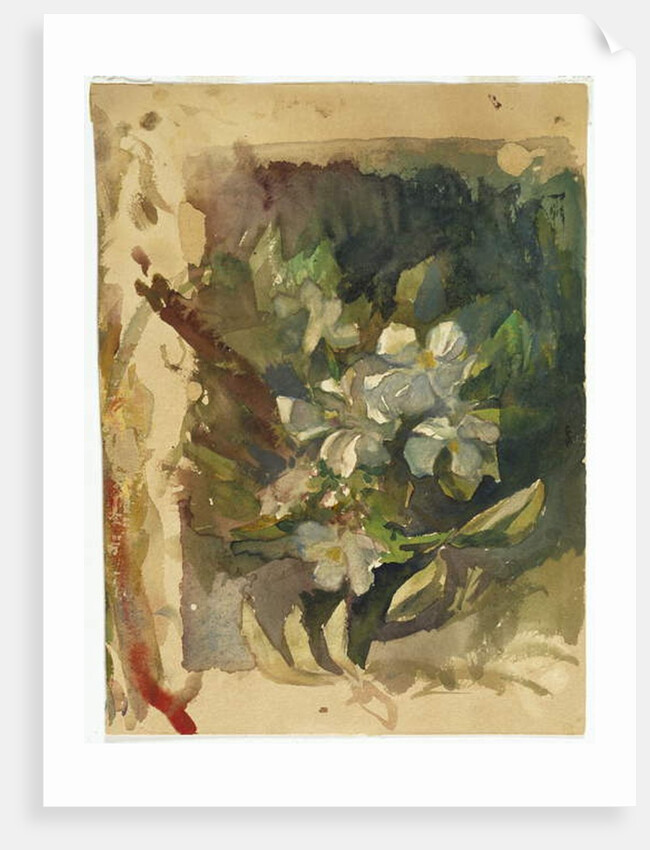 Apple Blossoms in Sunlight by John La Farge or Lafarge