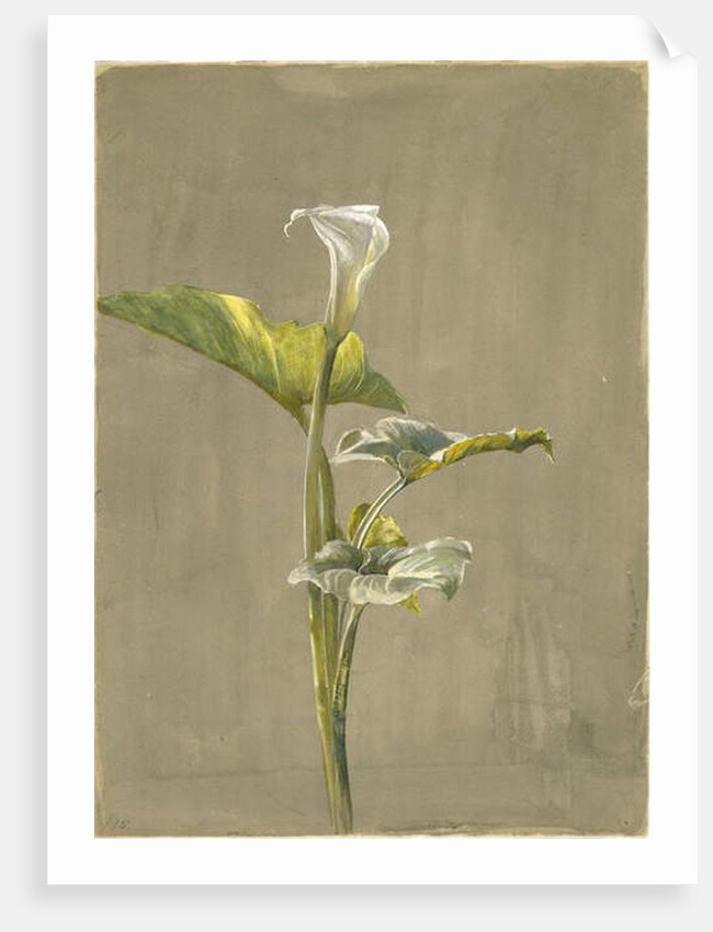 Calla Lily, 1875 by Fidelia Bridges