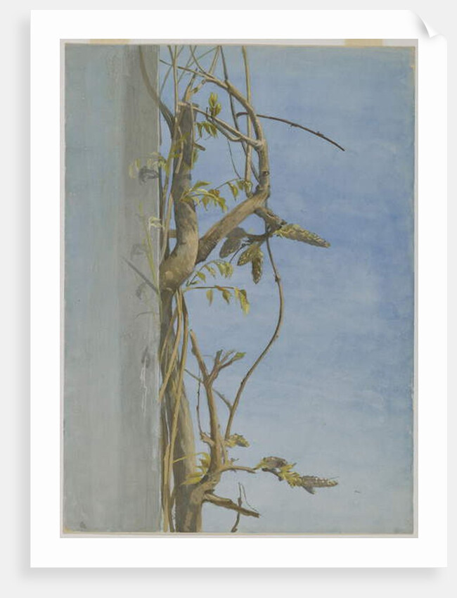 Wisteria on a Wall by Fidelia Bridges