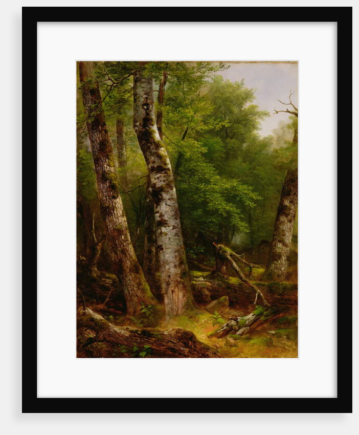 Birch and Maples, 1855 by Asher Brown Durand
