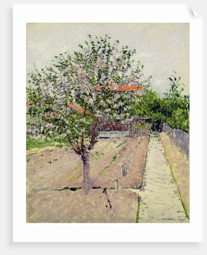 Apple Tree in Blossom, c.1885 by Gustave Caillebotte