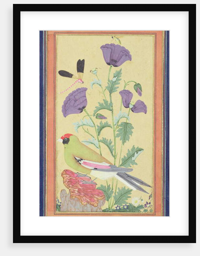 Finch, Poppies, Dragonfly and Bee, c.1650-70 by Indian School