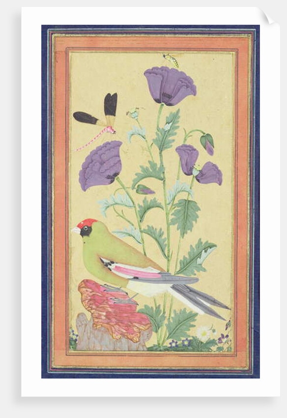Finch, Poppies, Dragonfly and Bee, c.1650-70 by Indian School