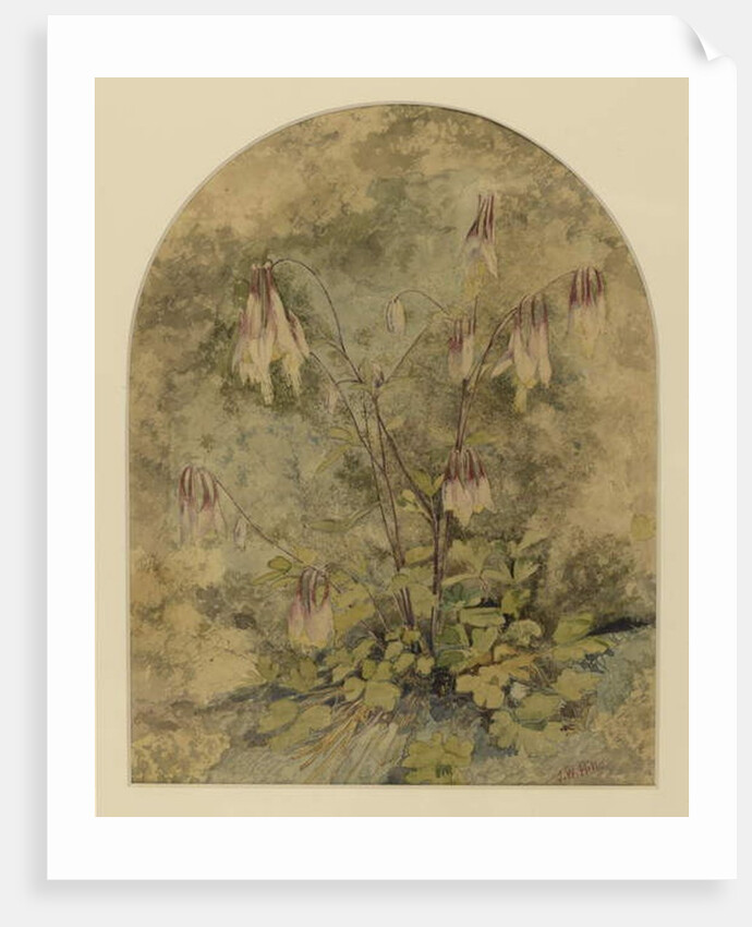 Wildflowers by John William Hill