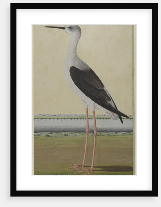 Water Bird in a Landscape, c.1780 by Indian School