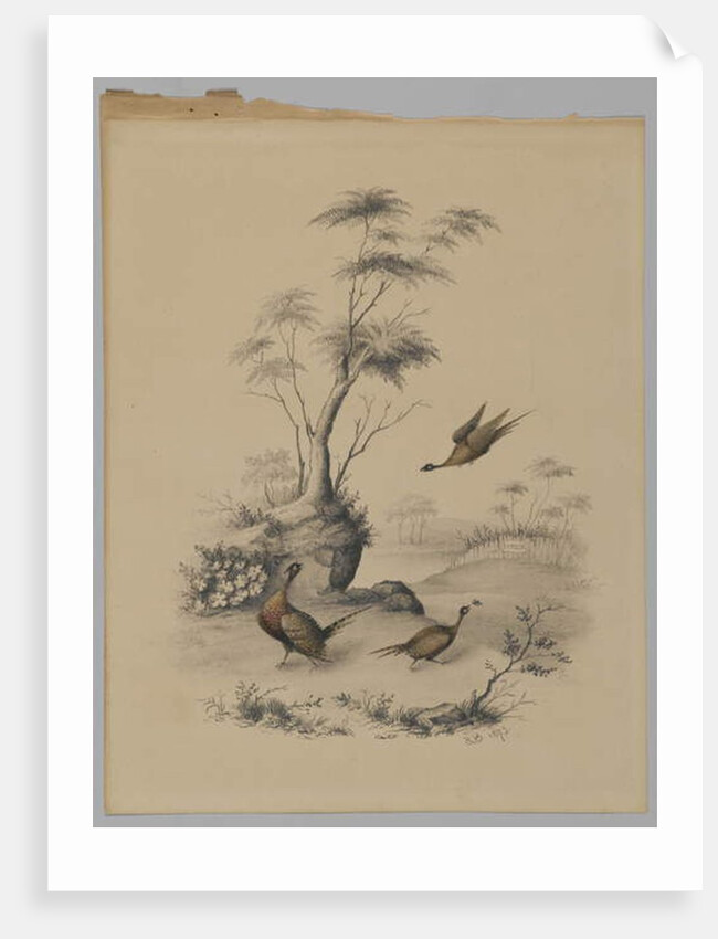 Three Pheasants, 1873 by James Ryder van Brunt