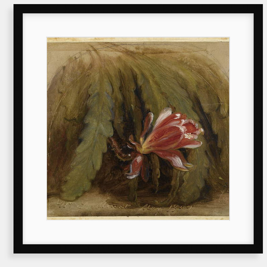 Cactus in Blossom, 1857 by William Sidney Mount