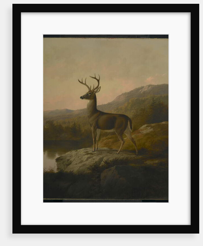 Deer, 1855 by Thomas Hewes Hinckley