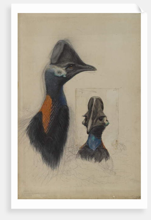 Casuarius Westerman, 1873 by John Gould