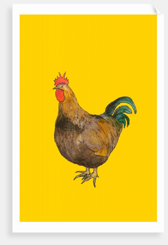 Cockerel, 2006 by Sarah Thompson-Engels