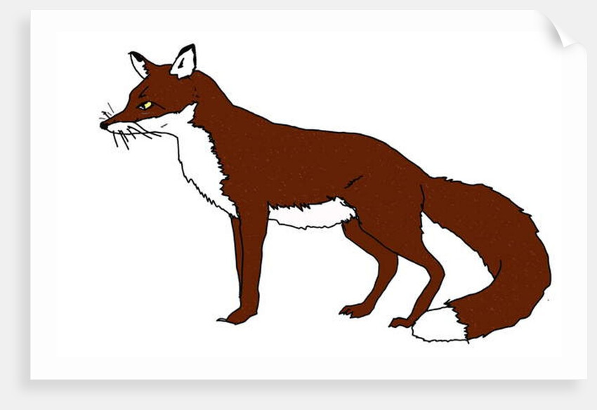 Fox, 2018 by Sarah Thompson-Engels