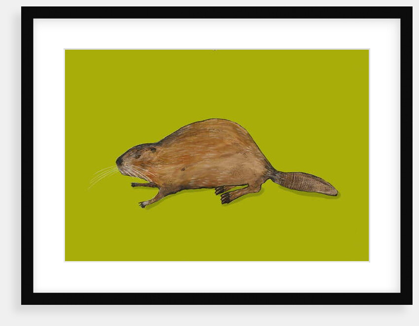 Beaver, 2014 by Sarah Thompson-Engels
