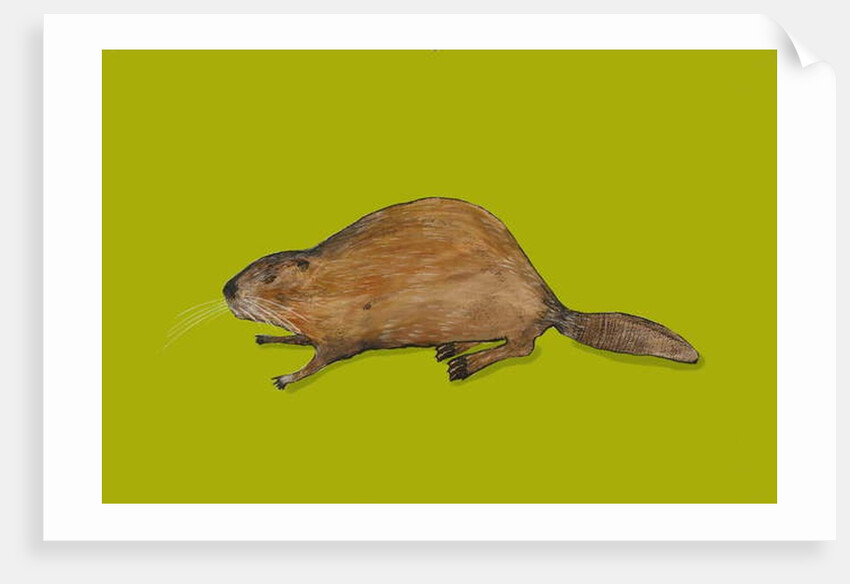 Beaver, 2014 by Sarah Thompson-Engels