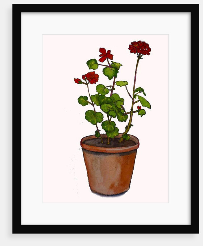 Geraniums in a flowerpot, 2019 by Sarah Thompson-Engels