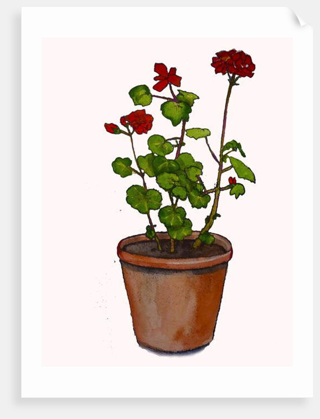Geraniums in a flowerpot, 2019 by Sarah Thompson-Engels