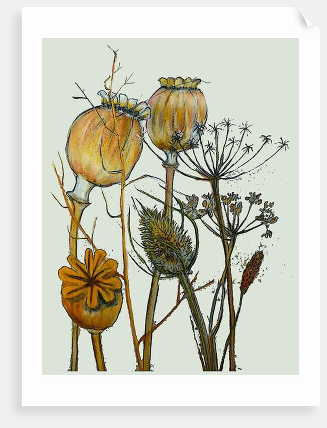 Dried seed heads,2019 by Sarah Thompson-Engels