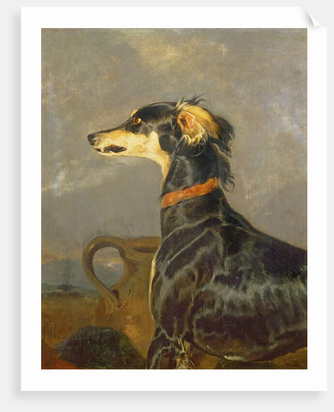 A Saluki Dog, 1840-44 by Edwin Landseer