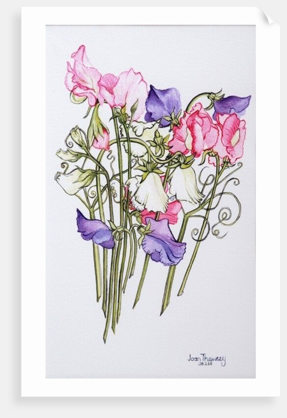 Ten Sweet Peas with Tendrils, 2012 by Joan Thewsey